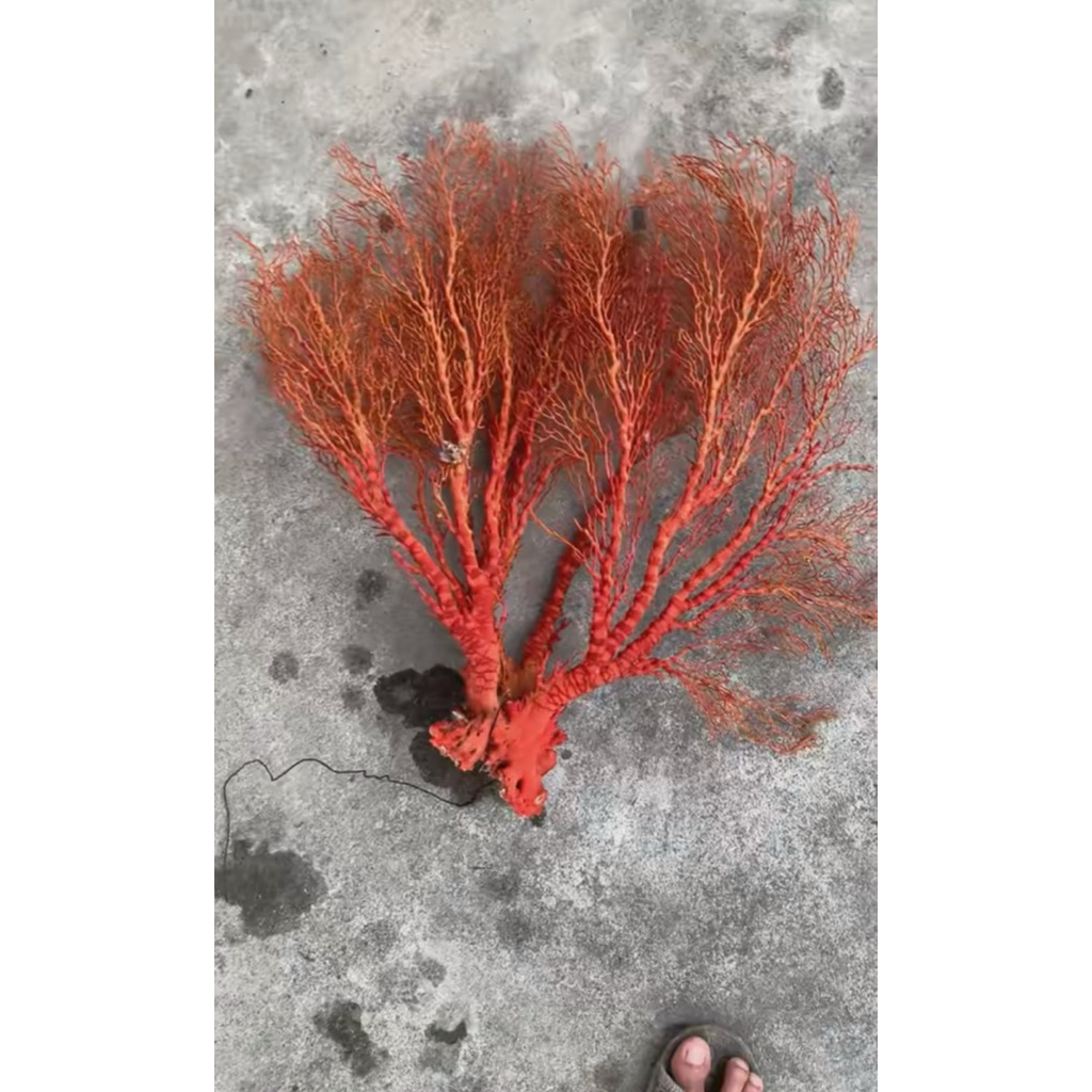 vụn san hô đỏ 1kg