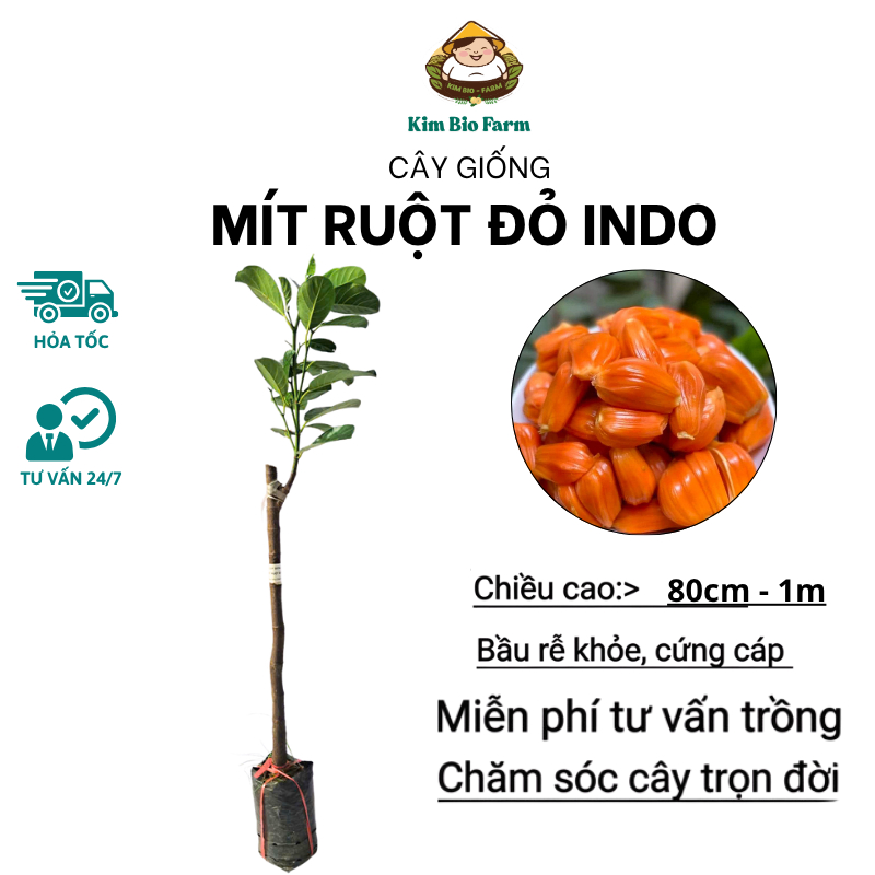 Cây Mít Ruột Đỏ Indo Cao Cấp – Giống Mít Cao Sản, Múi Dày Ngọt Thanh, Cho Trái Sớm, Dễ Trồng