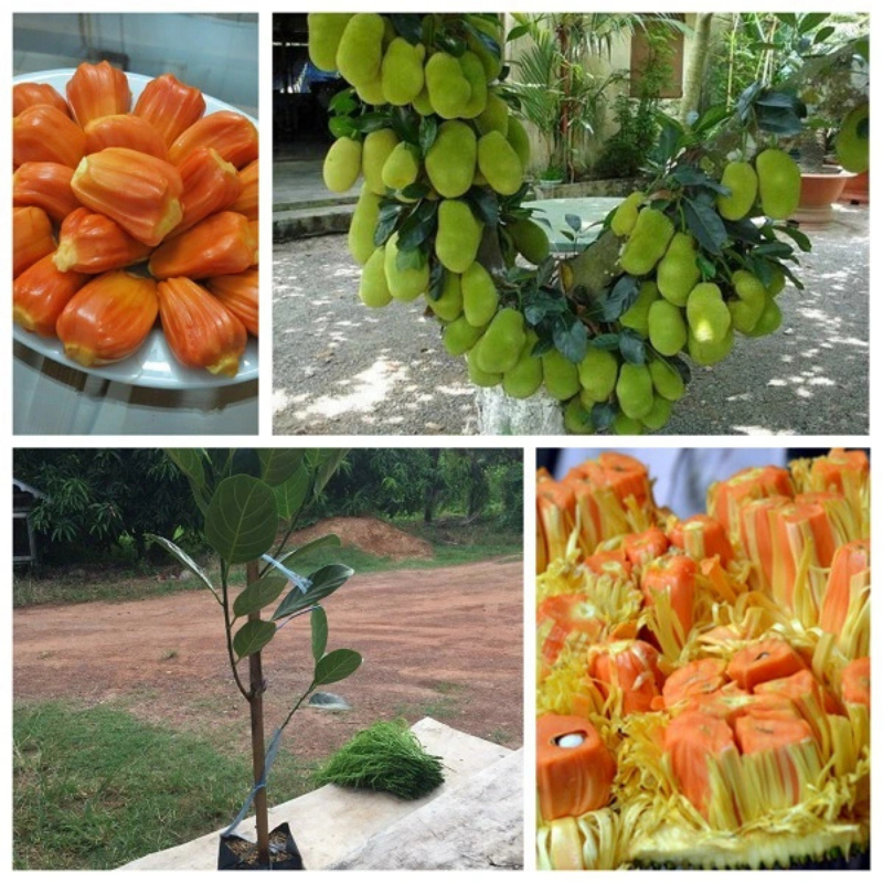 Cây Mít Ruột Đỏ Indo Cao Cấp – Giống Mít Cao Sản, Múi Dày Ngọt Thanh, Cho Trái Sớm, Dễ Trồng