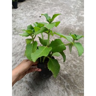 Chậu rau tần dày lá ( húng chanh)