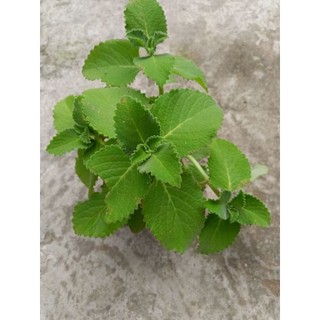 Chậu rau tần dày lá ( húng chanh)