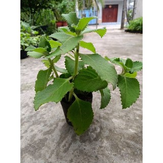 Chậu rau tần dày lá ( húng chanh)
