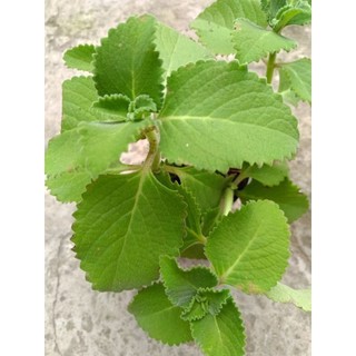 Chậu rau tần dày lá ( húng chanh)