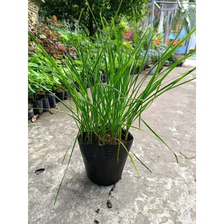 Chậu cây Hẹ giống xanh tốt , hẹ nhỏ, thơm
