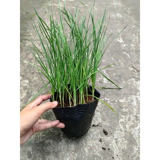 Chậu cây Hẹ giống xanh tốt , hẹ nhỏ, thơm