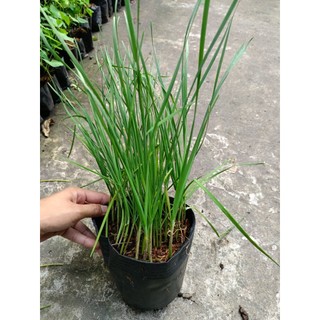 Chậu cây Hẹ giống xanh tốt , hẹ nhỏ, thơm