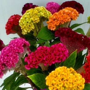 Hạt giống Mào Gà Nhung Mixx nhiều màu siêu xinh