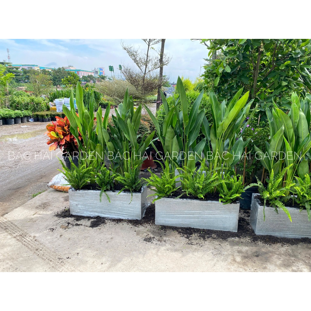 Chậu cây Thiên điểu phối Dương xỉ chậu dài 60cm- 80cm-100cm- Cây nội ngoại thất trang trí ban công, cây chịu nắng