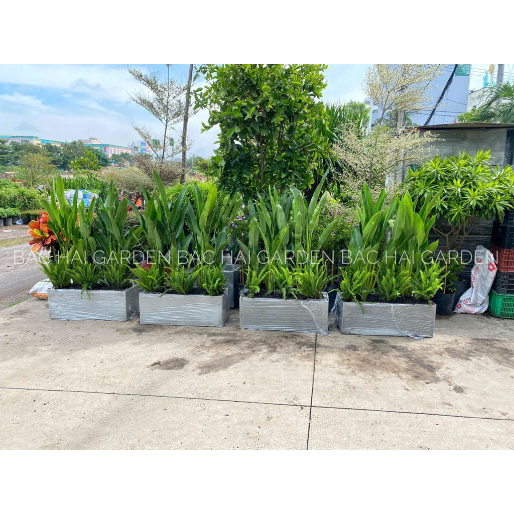 Chậu cây Thiên điểu phối Dương xỉ chậu dài 60cm- 80cm-100cm- Cây nội ngoại thất trang trí ban công, cây chịu nắng