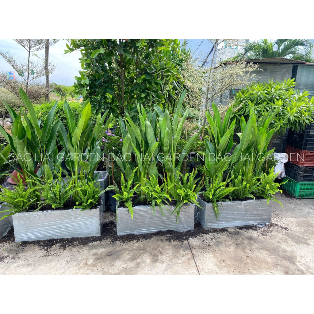 Chậu cây Thiên điểu phối Dương xỉ chậu dài 60cm- 80cm-100cm- Cây nội ngoại thất trang trí ban công, cây chịu nắng