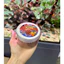 Cám trùng huyết BLOODWORMS BITES - Cực kì giàu dinh dưỡng, giúp lên màu rực rỡ cho cá cảnh