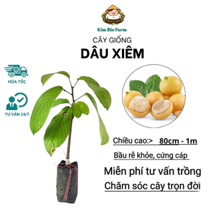 Cây Giống Dâu Xiêm – Cây Ăn Quả Dễ Trồng, Cho Trái Sai Chùm Vàng Ống, Vị Chua Ngọt Thanh Mát