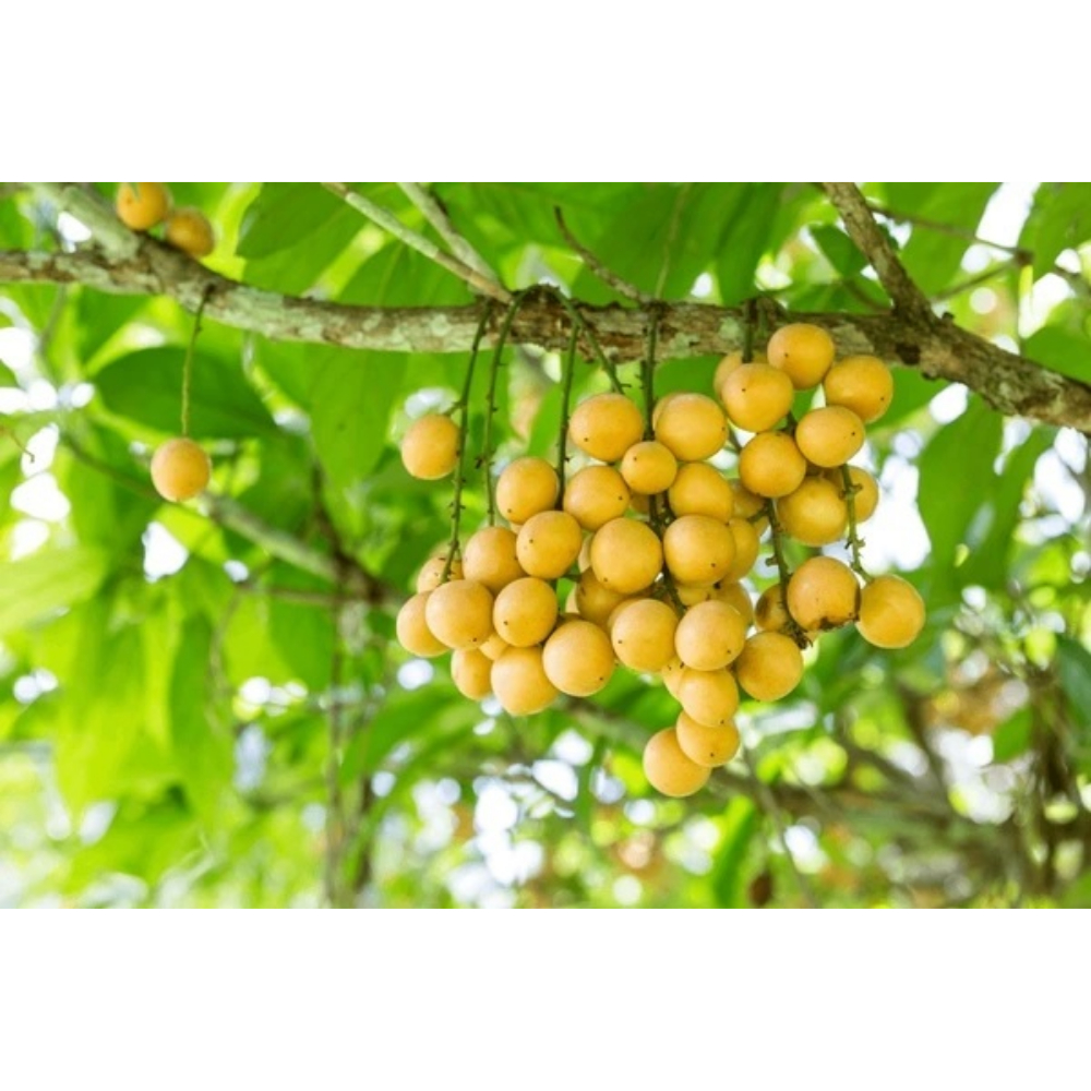Cây Giống Dâu Xiêm – Cây Ăn Quả Dễ Trồng, Cho Trái Sai Chùm Vàng Ống, Vị Chua Ngọt Thanh Mát