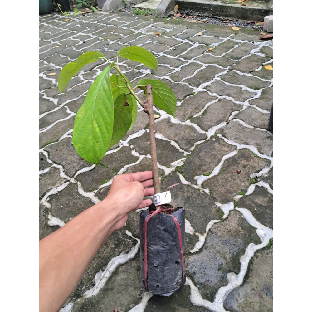 Cây Giống Dâu Xiêm – Cây Ăn Quả Dễ Trồng, Cho Trái Sai Chùm Vàng Ống, Vị Chua Ngọt Thanh Mát