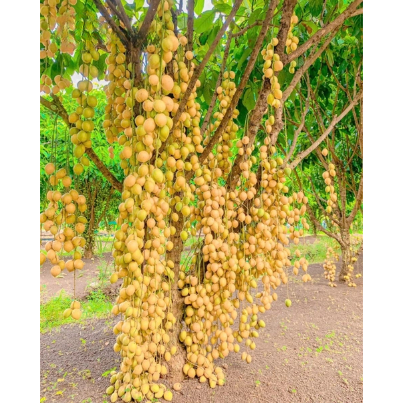 Cây Giống Dâu Xiêm – Cây Ăn Quả Dễ Trồng, Cho Trái Sai Chùm Vàng Ống, Vị Chua Ngọt Thanh Mát