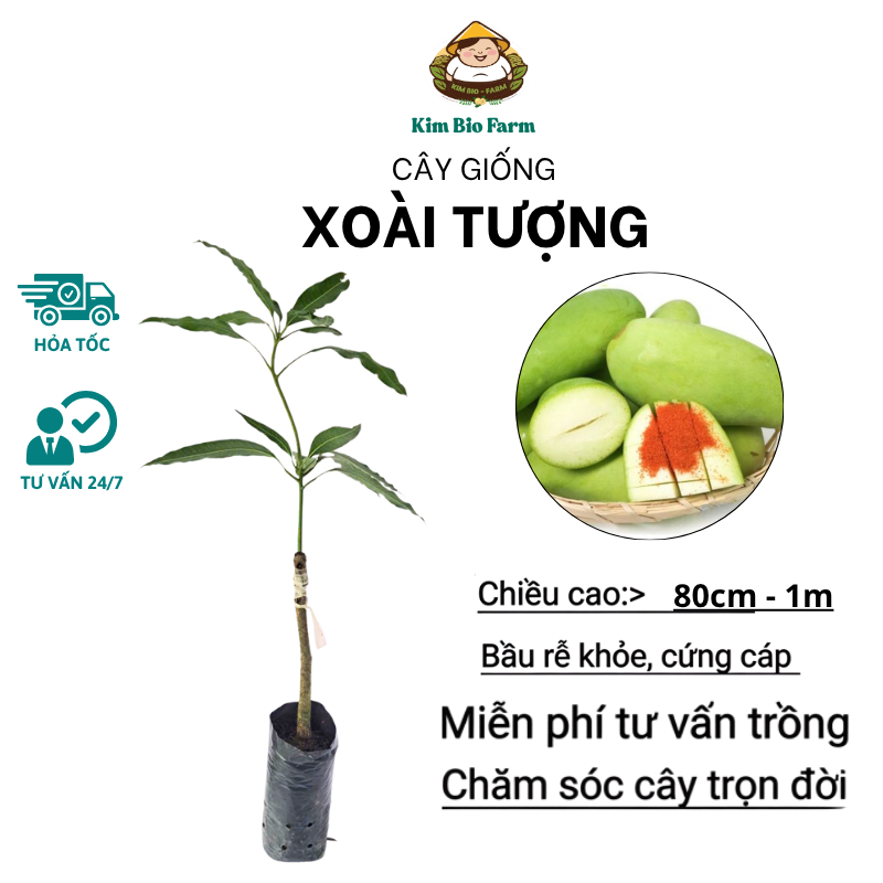 Cây Giống Xoài Tượng – Giống Xoài Ngon, Quả Lớn, Ăn Chua Ngọt Tùy Độ Chín