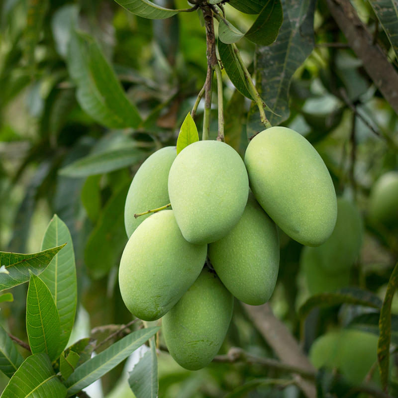 Cây Giống Xoài Tượng – Giống Xoài Ngon, Quả Lớn, Ăn Chua Ngọt Tùy Độ Chín