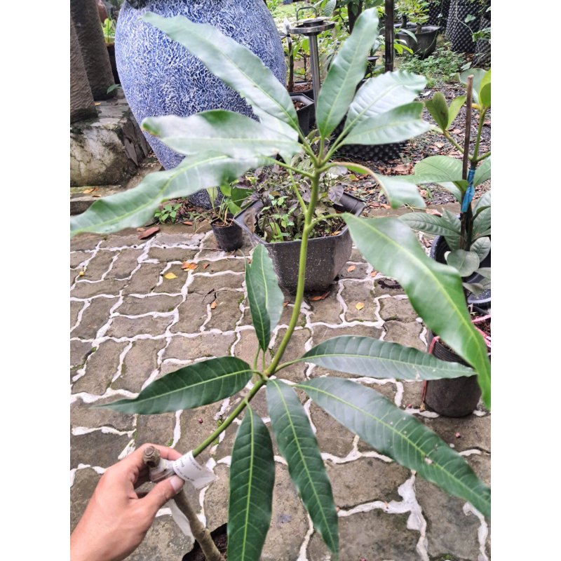 Cây Giống Xoài Tượng – Giống Xoài Ngon, Quả Lớn, Ăn Chua Ngọt Tùy Độ Chín