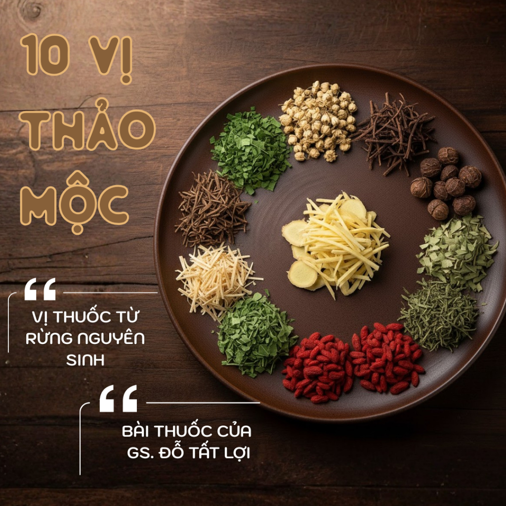 Sử Dụng Trà Cà Gai Leo Trong Đời Sống