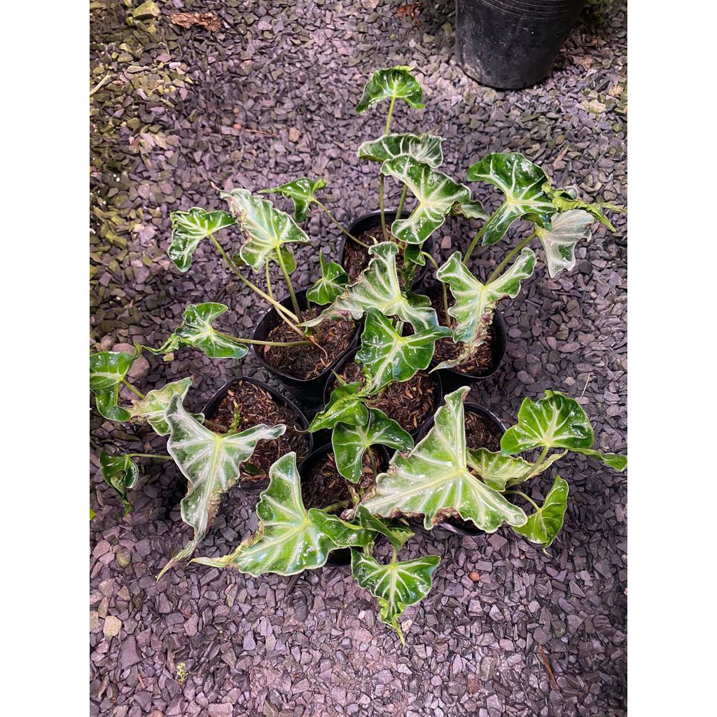 Alocasia Loco
