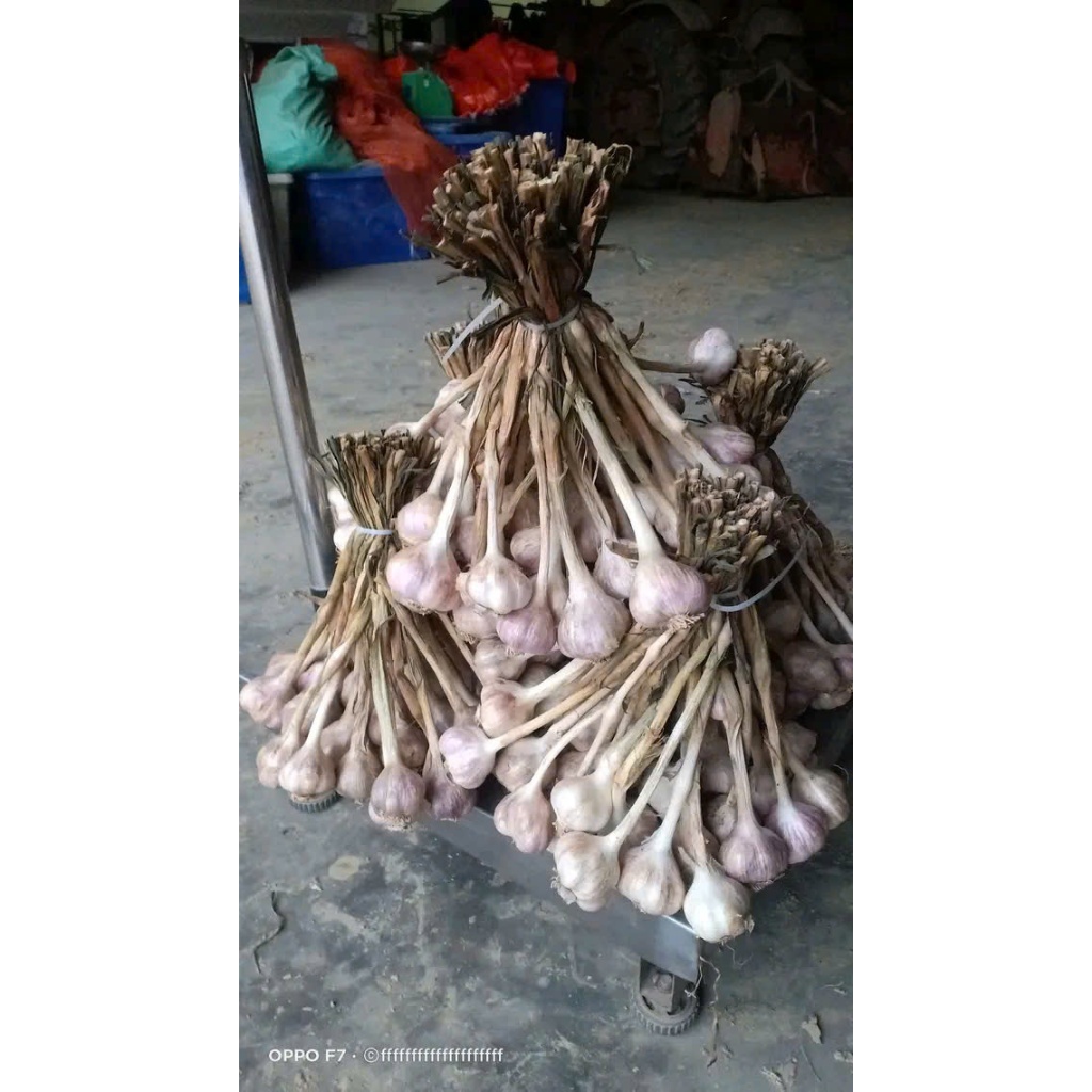 Tỏi ta khô Kinh Môn HẢI DƯƠNG