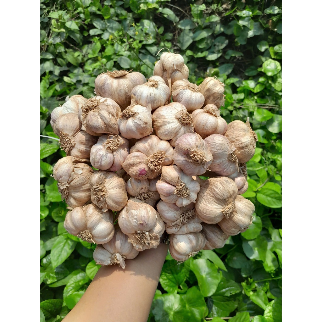 Tỏi ta khô Kinh Môn HẢI DƯƠNG