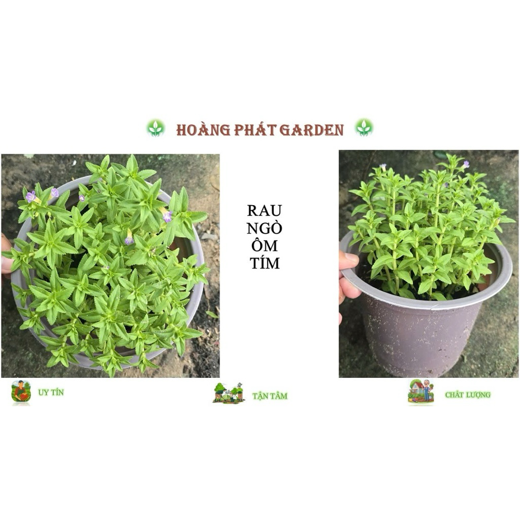 Rau ngò ôm, rau đắng 100% cây giống nhà vườn ươm trồng | Shopee Việt Nam