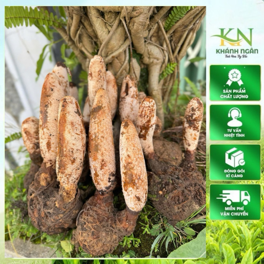 Nấm Tích Dương Rừng Tây Bắc 1kg | Búp To Đẹp Lên Bình Sang Thơm Sạch Tặng Táo Đỏ Kỷ Tử