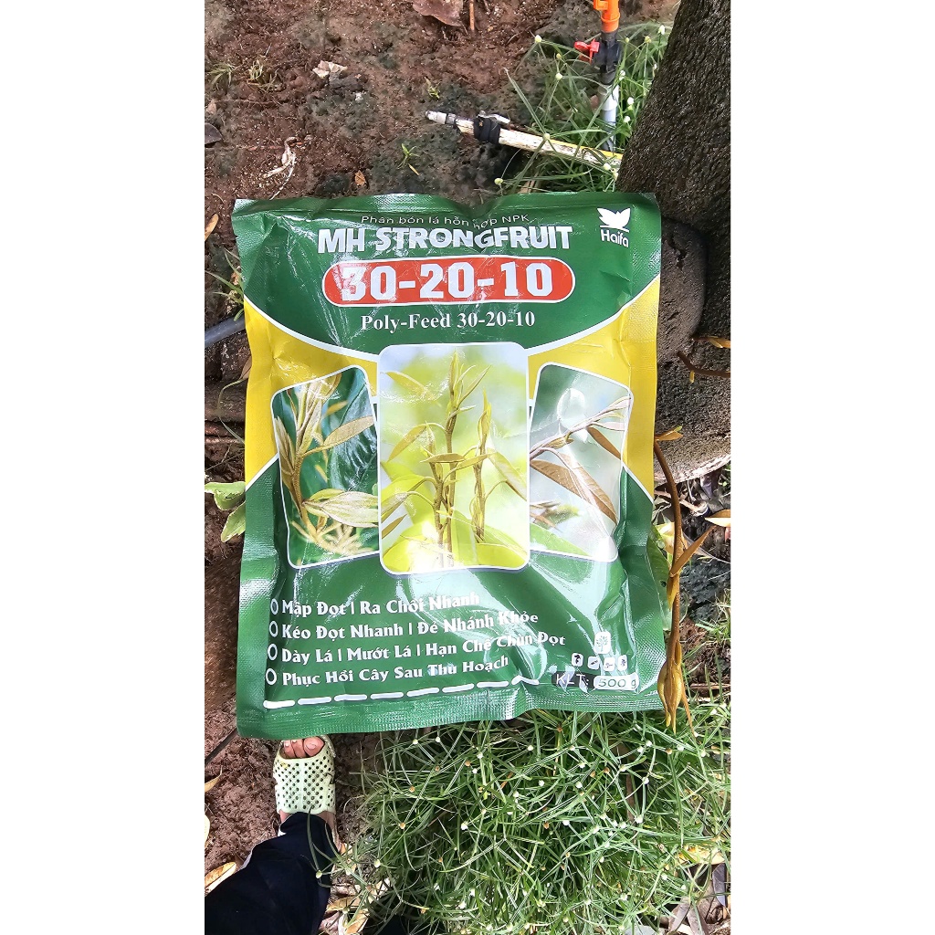 MH STRONGFRUIT 30-20-10 nhập trực tiếp Haifa (Israel)