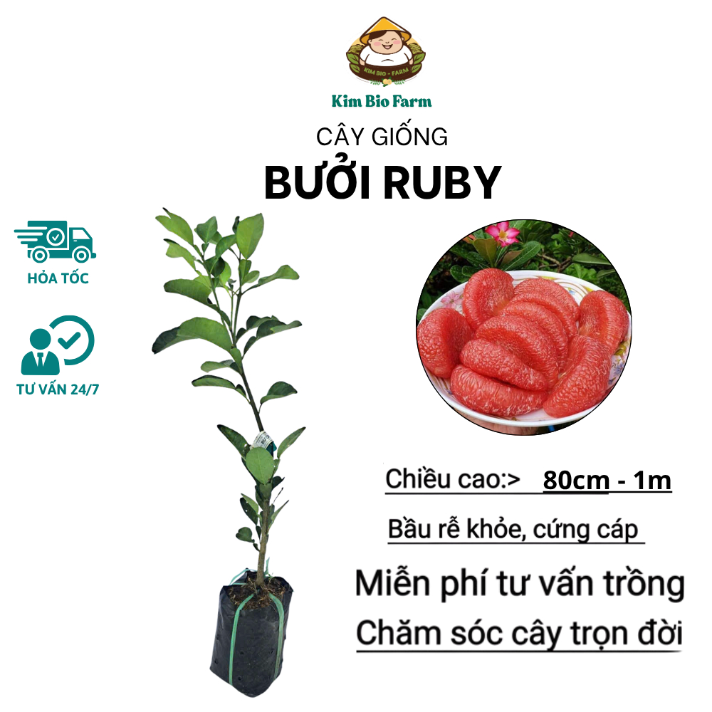 Giống Cây Bưởi Ruby Ruột Đỏ – Năng Suất Cao, Ăn Ngọt Thanh, Dễ Chăm