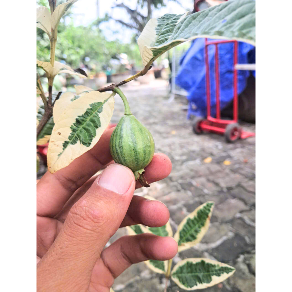 Cây Giống Ổi Cẩm Thạch – Cây Cảnh Lá Đốm Xanh Trắng, Dễ Trồng, Trang Trí Sân Vườn
