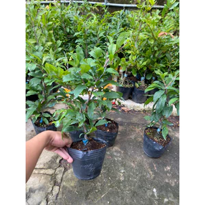 Chậu cây mai ghép siêu bông bình lợi cây giống( cao 30-40cm )