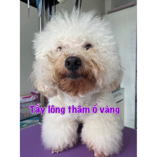Tẩy ố lông cho chó Poodi-ChuChu pet