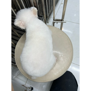 Tẩy ố lông cho chó Poodi-ChuChu pet