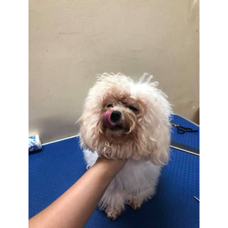 Tẩy ố lông cho chó Poodi-ChuChu pet