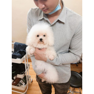 Tẩy ố lông cho chó Poodi-ChuChu pet