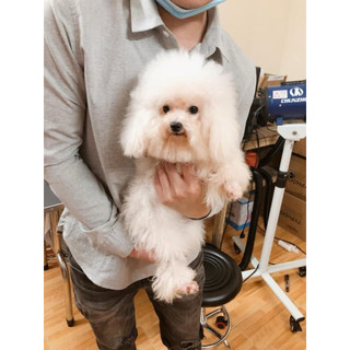 Tẩy ố lông cho chó Poodi-ChuChu pet