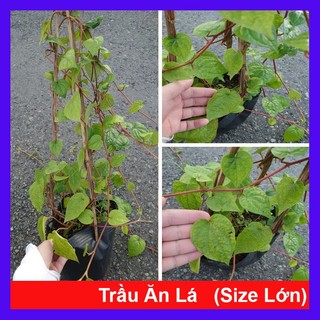 Cây Trầu Không (Size Lớn) - cây trầu ăn lá (trầu quế)