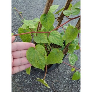 Cây Trầu Không (Size Lớn) - cây trầu ăn lá (trầu quế)