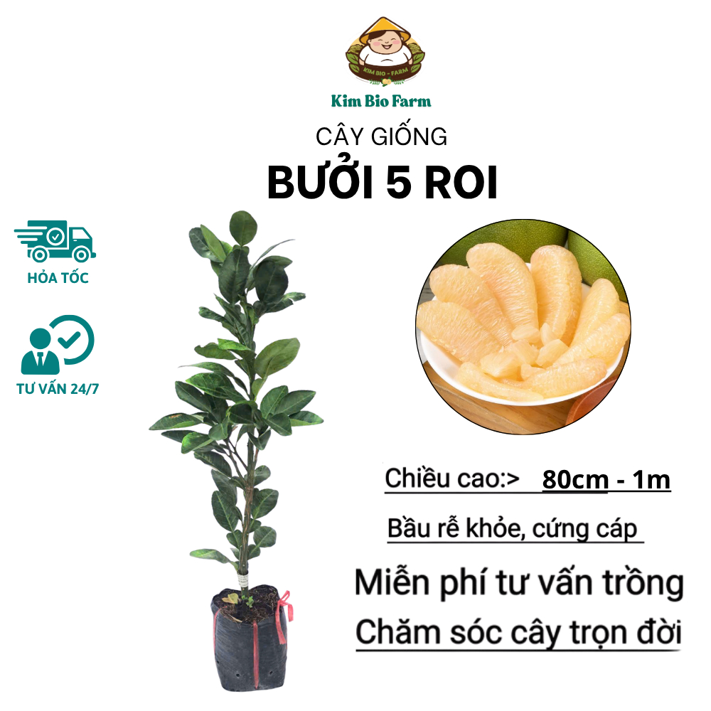 Cây Giống Bưởi 5 Roi – Giống Chuẩn, Sai Quả, Trái To, Thơm Ngọt, Dễ Trồng, Năng Suất Cao