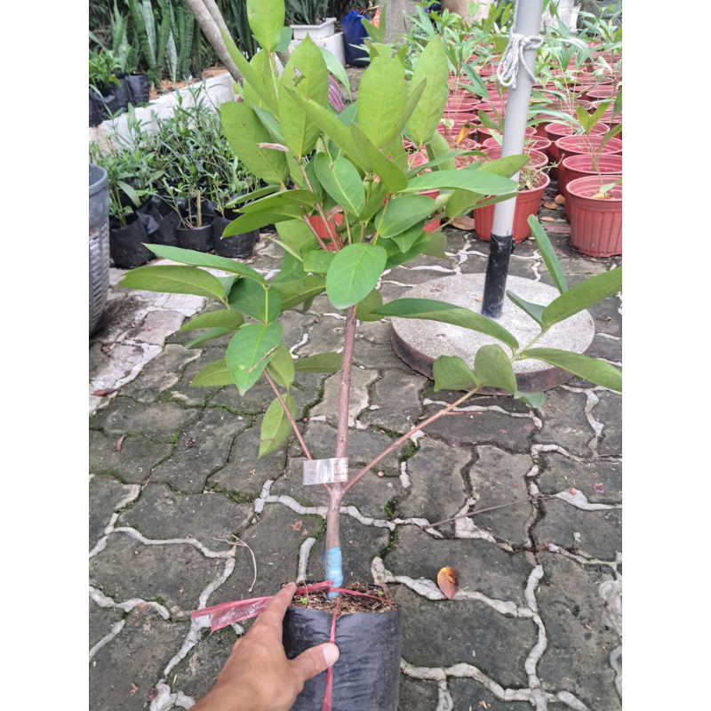 Cây Giống Mận Da Người – Giống Chuẩn, Cây Khỏe Mạnh, Trái To, Giòn Ngọt, Dễ Trồng, Năng Suất Cao