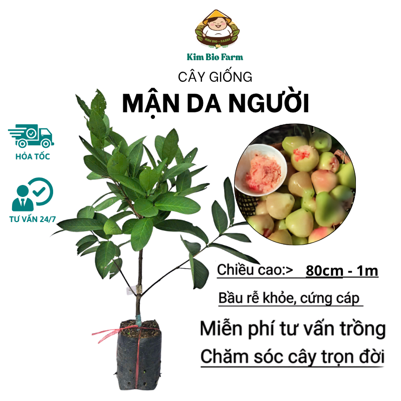 Cây Giống Mận Da Người – Giống Chuẩn, Cây Khỏe Mạnh, Trái To, Giòn Ngọt, Dễ Trồng, Năng Suất Cao