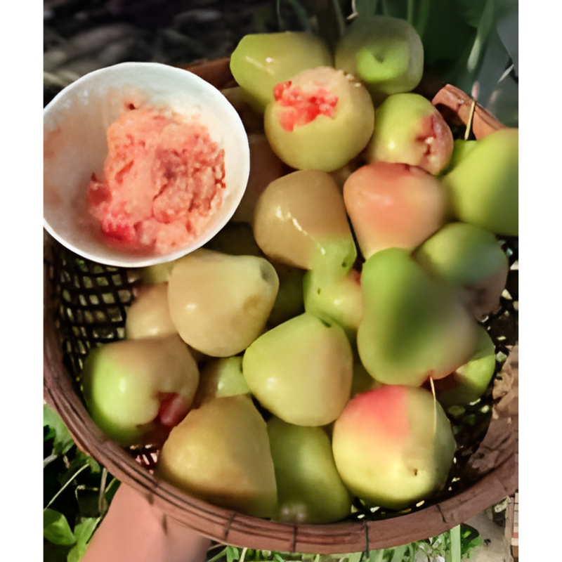 Cây Giống Mận Da Người – Giống Chuẩn, Cây Khỏe Mạnh, Trái To, Giòn Ngọt, Dễ Trồng, Năng Suất Cao