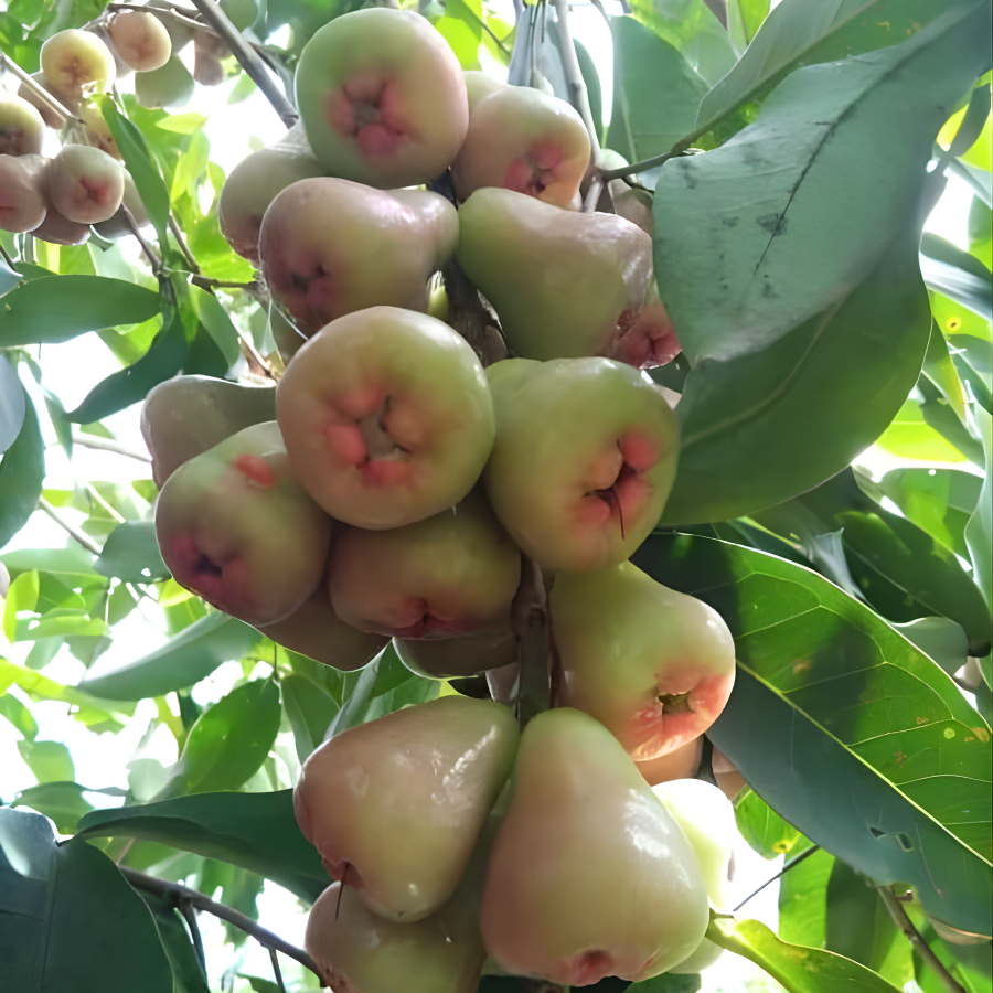 Cây Giống Mận Da Người – Giống Chuẩn, Cây Khỏe Mạnh, Trái To, Giòn Ngọt, Dễ Trồng, Năng Suất Cao