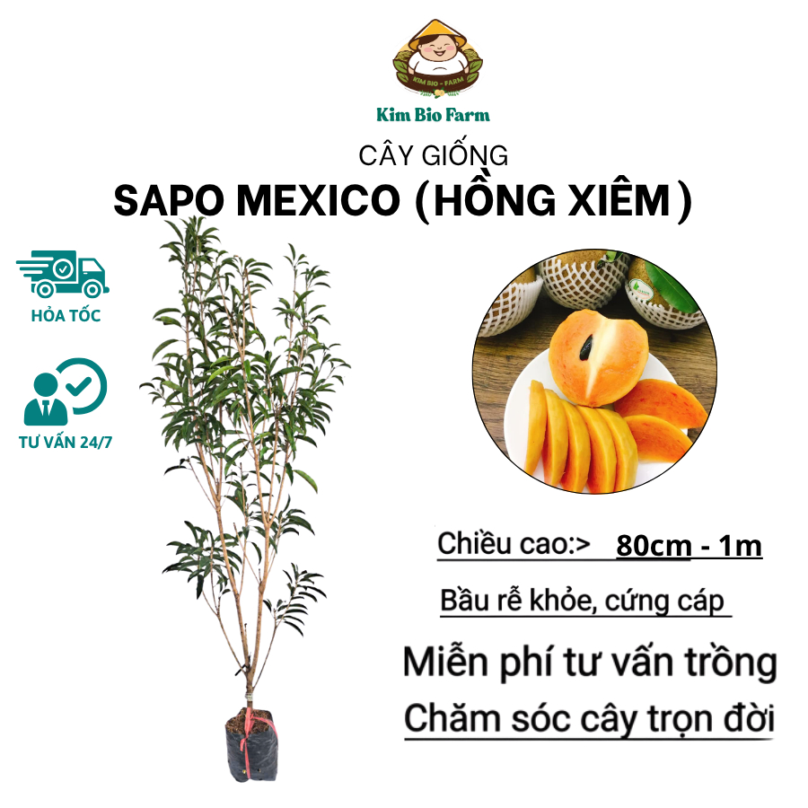 Cây Giống Hồng Xiêm Sapo Mexico – Giống Ngoại Cao Sản, Dễ Trồng, Trái To Ngọt Mọng Nước