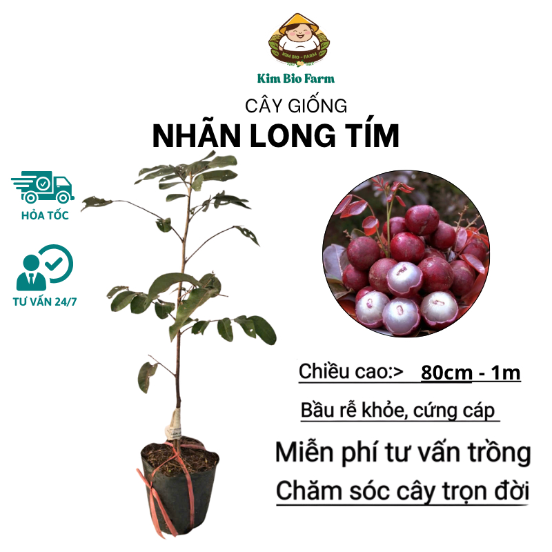 Cây Giống Nhãn Long Tím – Giống Hiếm Độc Lạ, Trái Tím Đẹp, Ngọt Thanh Mát, Dễ Trồng, Năng Suất Cao,