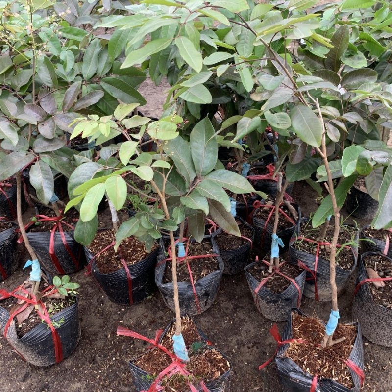 Cây Giống Nhãn Long Tím – Giống Hiếm Độc Lạ, Trái Tím Đẹp, Ngọt Thanh Mát, Dễ Trồng, Năng Suất Cao,