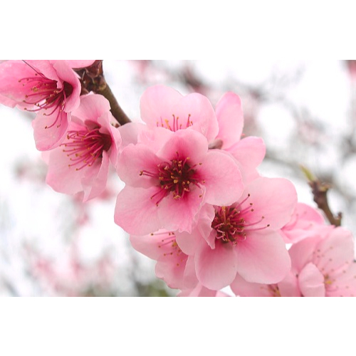 CHERRY BLOSSOM (HƯƠNG HOA ANH ĐÀO)