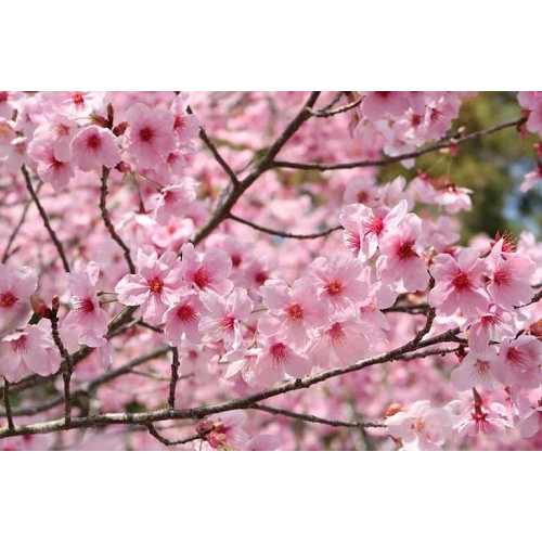CHERRY BLOSSOM (HƯƠNG HOA ANH ĐÀO)