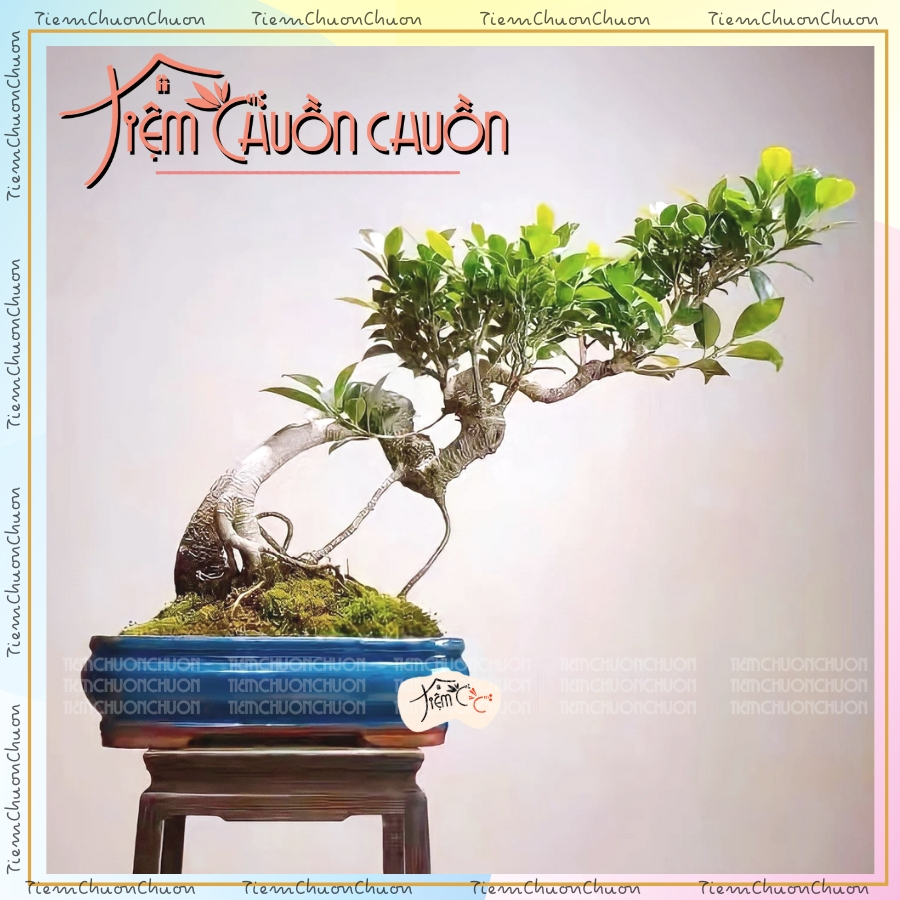 Chậu Ang Tròn Khum Bonsai hỏa biến Bát Tràng, chậu sứ trồng sen đá ...